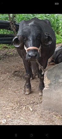 ભેંસ વેસવાની છે