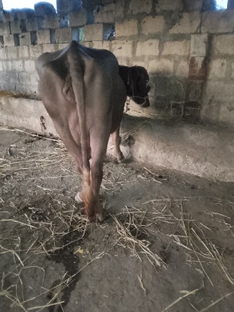 ભેંસ વેચવાની છે