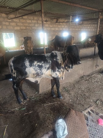 યોરીજલ ગીર વાસરી સે