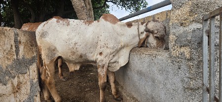 2 gir vasda devana se