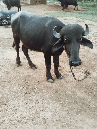 પાડો વેચવાનો છે