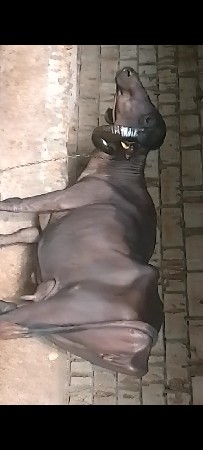 આ ભેંસ વેચવાની છે