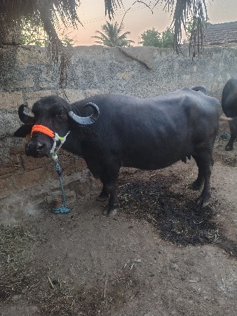 ભેંસ વેસવાની સે