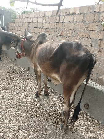 મફતબળદ