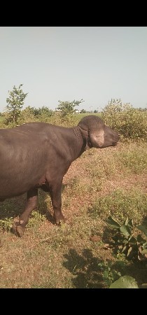 બિજા વાડા નો છે