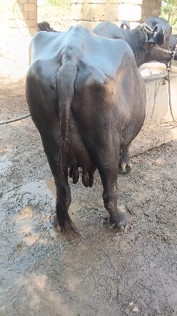 ભેંસ