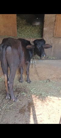 ખળેલી વેચવાની છે