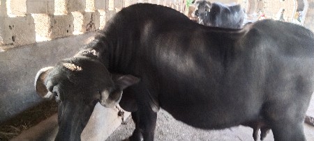 ભેંસ વેચવાની છે.