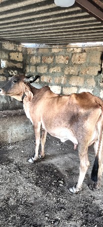 બે ગાય વેચવાની છે