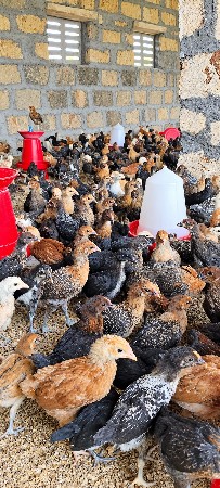 🐓 એ.કે દેશી ફાર્મ દેશી માલ 🐓