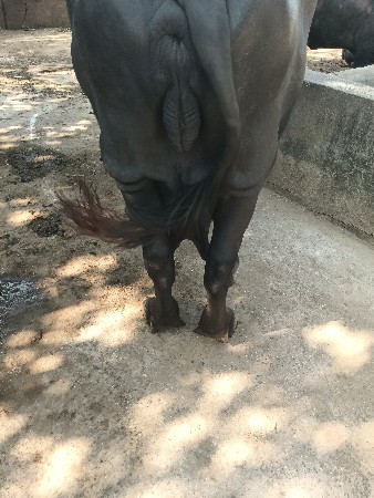 જન્મ નીજ બે આસરી ભેંસ વેસવાની છે