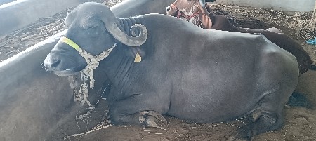 ભેશ વેસવાનિ છે