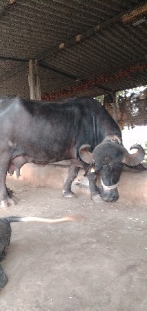 ભેંસ વેચવાની શે