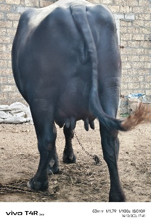 ભેંસ વેચવાની છે