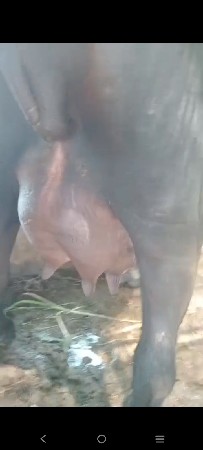 ખડેલી વેચાવ છે