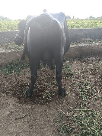 ભેંશ વેચવાની છે