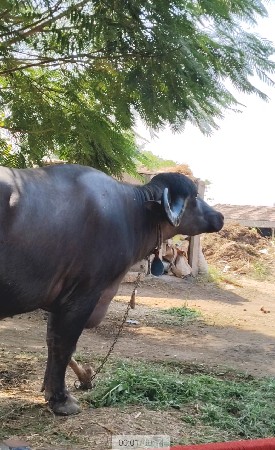 આ ભેંસ વેચવાની છે