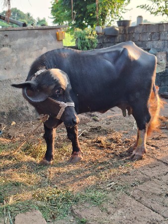ભેંસ વેચવાની છે.