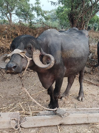 ભેંસ વેચવાની છે