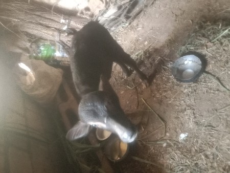 ભેંસ વેચવાની છે