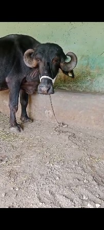 પેલુ વેતર ખડેલી
