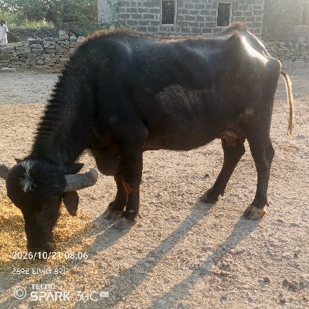 3 વેતર વ્યાની
