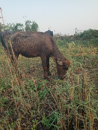 ખળેલી વેચવાની છે