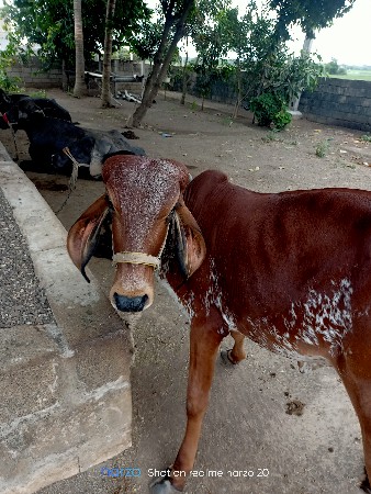 કાબરી વાછરડી