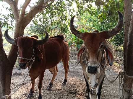 બળદ વેચવાના છે
