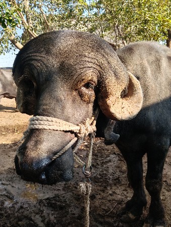 પાડો વેચવાનો છે.