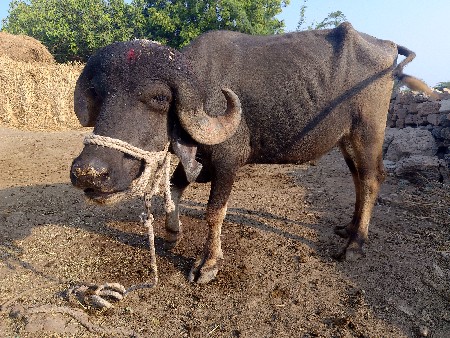 પાડો વેચવાનો છે