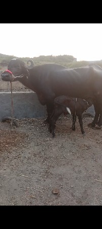બીજું વેતર