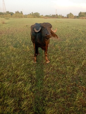 2 ખડેલા વેચવાના છે ઠાલા છે