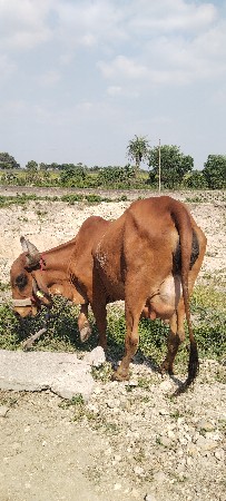 ગાય વેચવાની છે