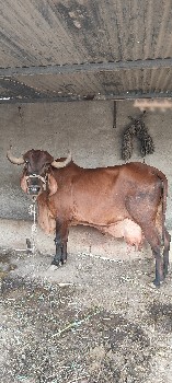 ગાય વેચવાની છે