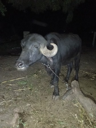 ખડાય વેચવા ની છે