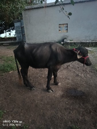 બે ખડેલા વેચવાના છે