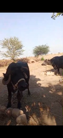 ભેંસ વેચવાની છે