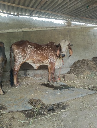 ગાય 20 દિવસ નિ કાચી સે
