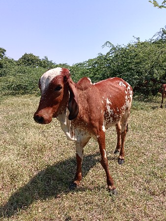 2 વાસડી વેસવાની સે