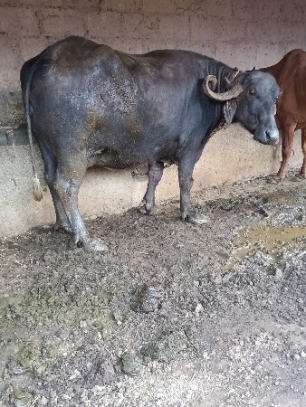 ભેસદેવાનીસે