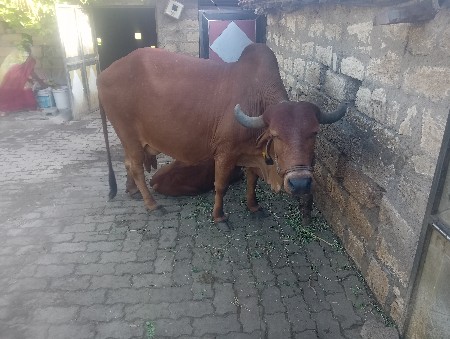 ગીર ગાય વેચવાની છે