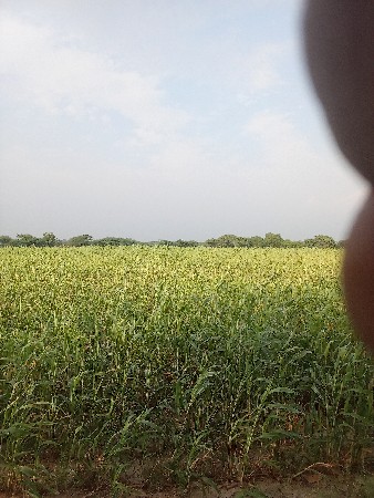 લિલિ જુવાર વેચવાની છે