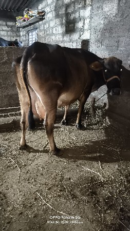બે ગાય વેચવાની છે