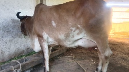 દેશી હોડકી વેચવાની છે