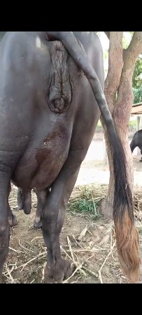 જાફરાબાદ ભેસ વેચવા ની છે