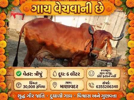 ગાય વેશવાનીછે છે