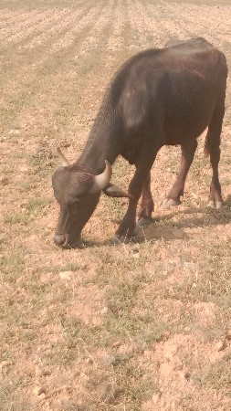 પાડો વેચવાનો છે..
