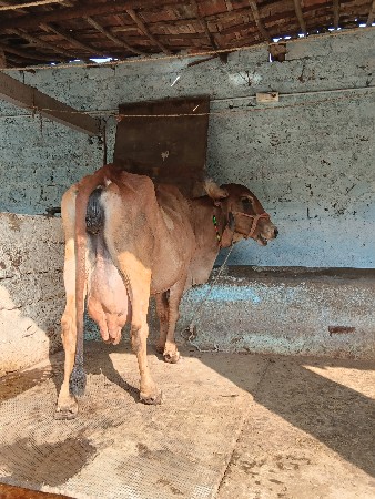 દેશી ગાય વેચવાની છે