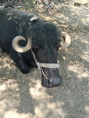 ભેંસ  ભેંસ વેચવાની છે